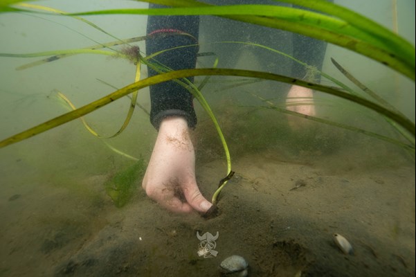 The eelgrass shoots are planted manually in a pattern that ensures rapid spread.