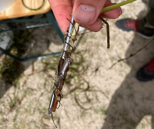 An eelgrass shoot tied to an iron nail with wire, ready to be planted in the fjord.